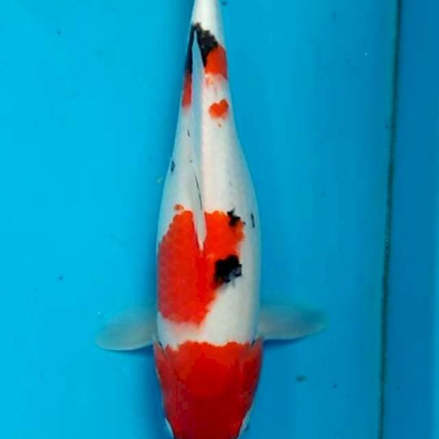 sanke 37 cm