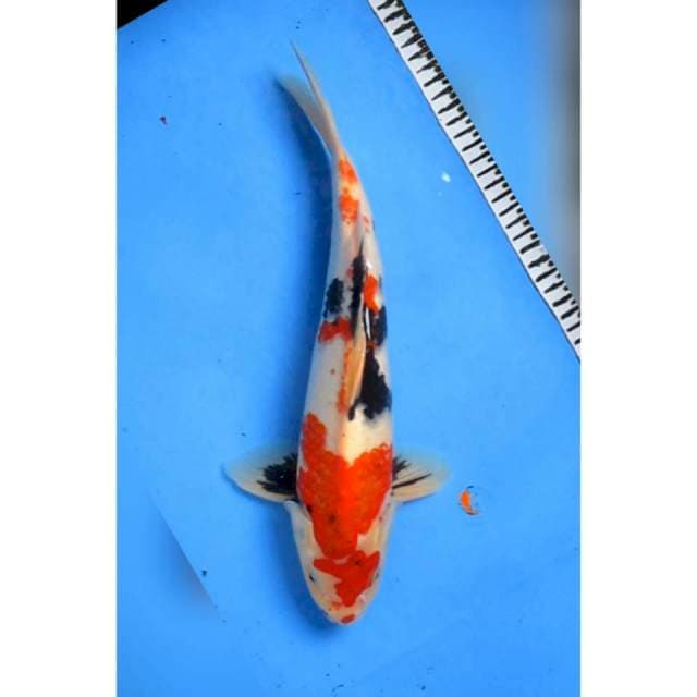 KINDAI SHOWA MALE 37CM