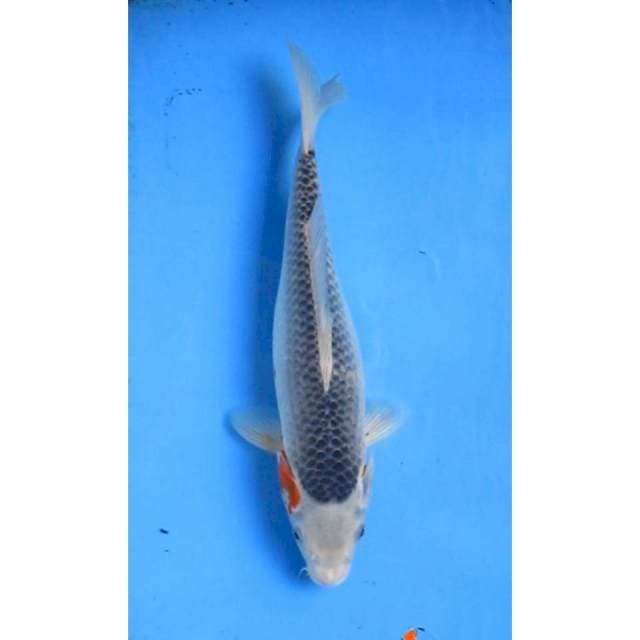 ASAGHI 30CM
