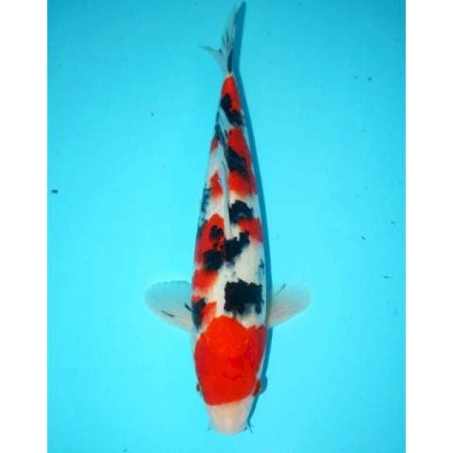 Sanke 29 cm
