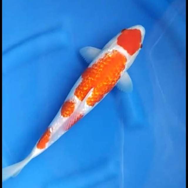 The Real - Maruten Kohaku Full Ginrin