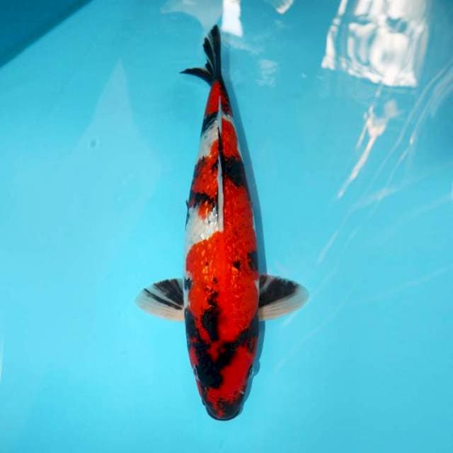 Showa Ginrin 35 cm