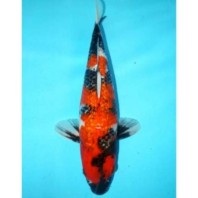 Showa Ginrin 35 cm