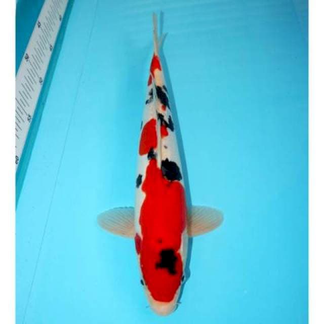 Sanke Doitsu 32 cm