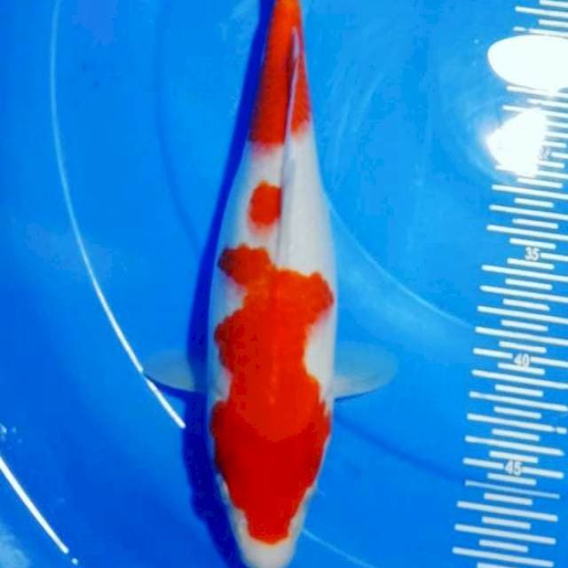 Kohaku 30cm