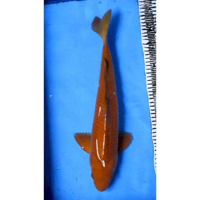 CHAGOI MALE 48CM