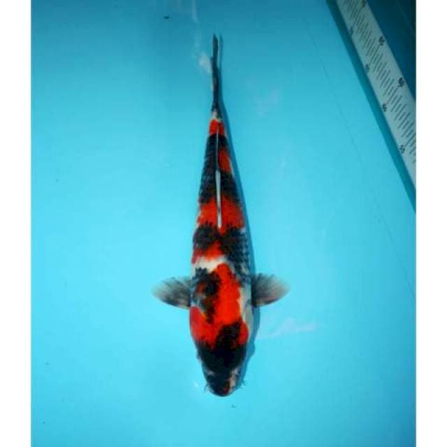 SHOWA 33 CM