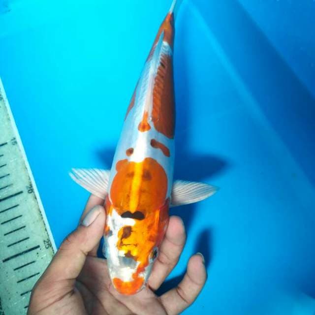 Kiko antiq 30 cm
