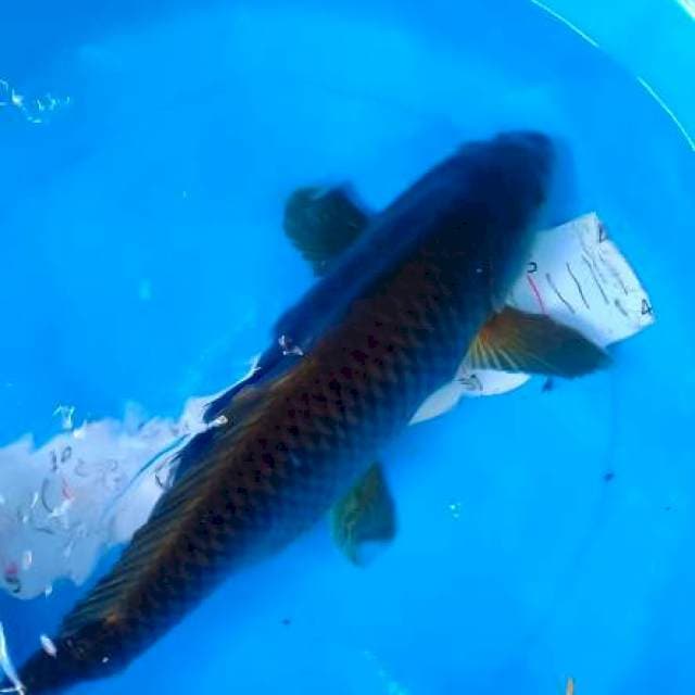 49.cm