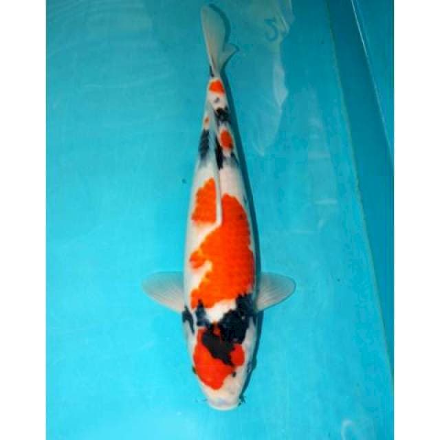 SHOWA 40 CM