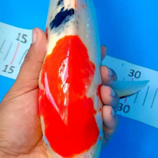 Sanke 36cm