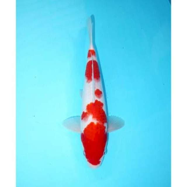 KOHAKU 28 cm