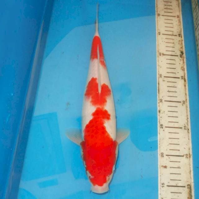36cm KOHAKU HQ