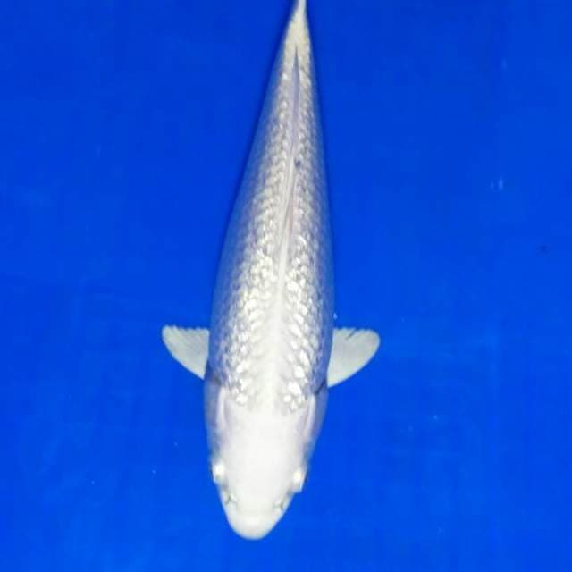 Platinum ginrin 27 cm