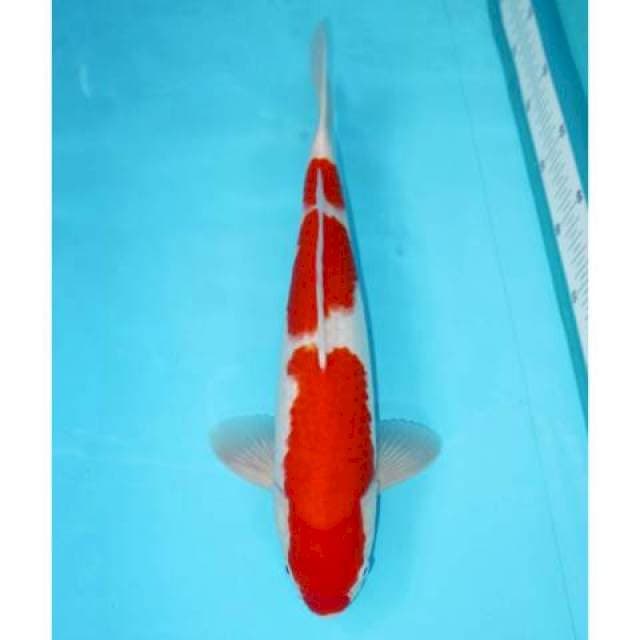Kohaku 3 Step 39 cm