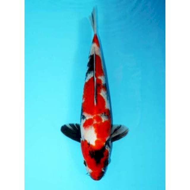 Showa 39 cm