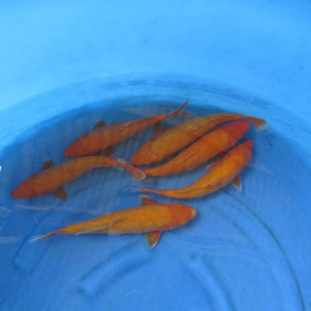 Karasi 27-37cm 6 ekor