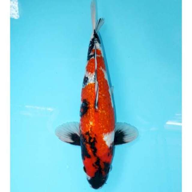 Showa Ginrin 38 cm