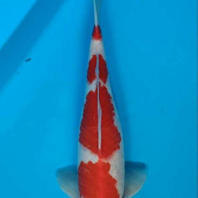 Kohaku 