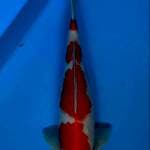 Kohaku 