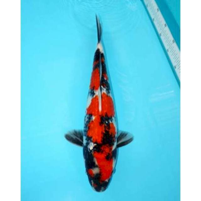 Showa Ginrin 41 cm