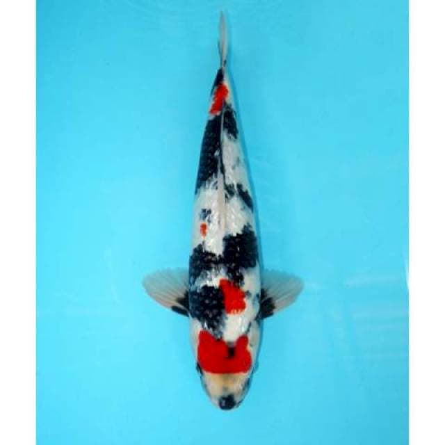 Showa Ginrin 41 cm
