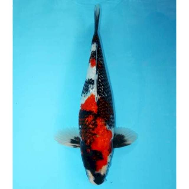 Showa Ginrin 38 cm