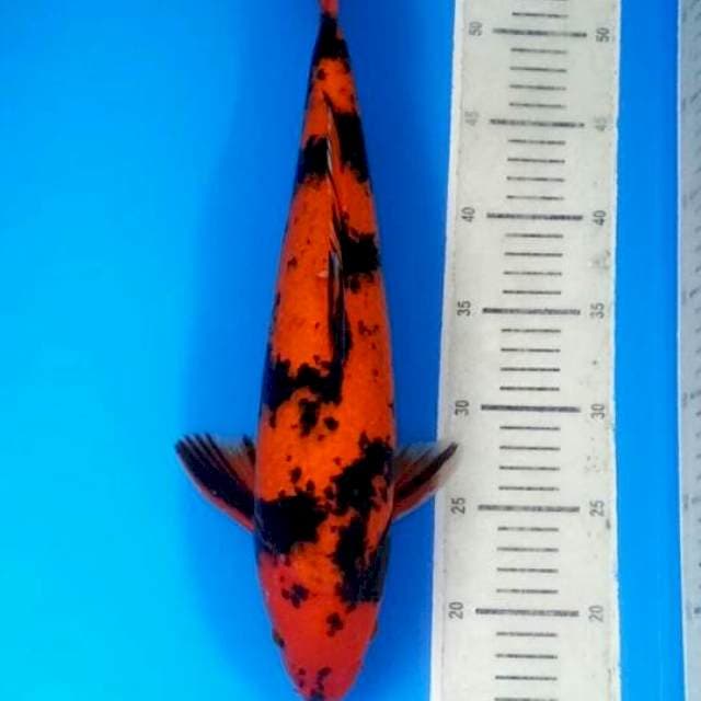 Hi Utsuri 40 cm