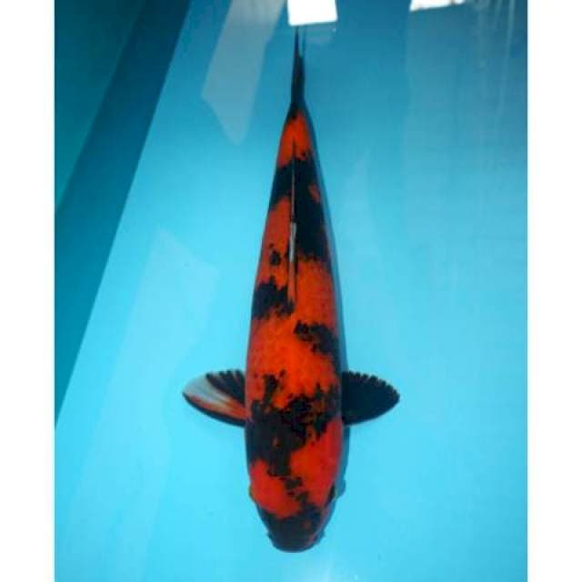 Utsuri 42 cm