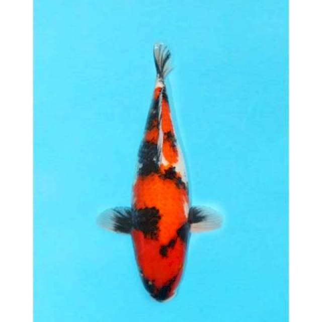 Showa 46 cm