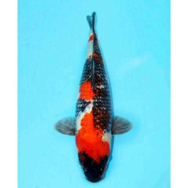 Showa Ginrin 44 cm