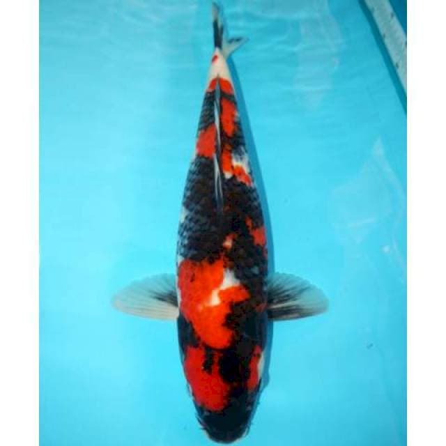 Showa 44 cm