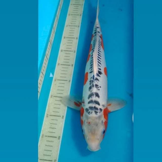 Shusui Jantan 48 cm