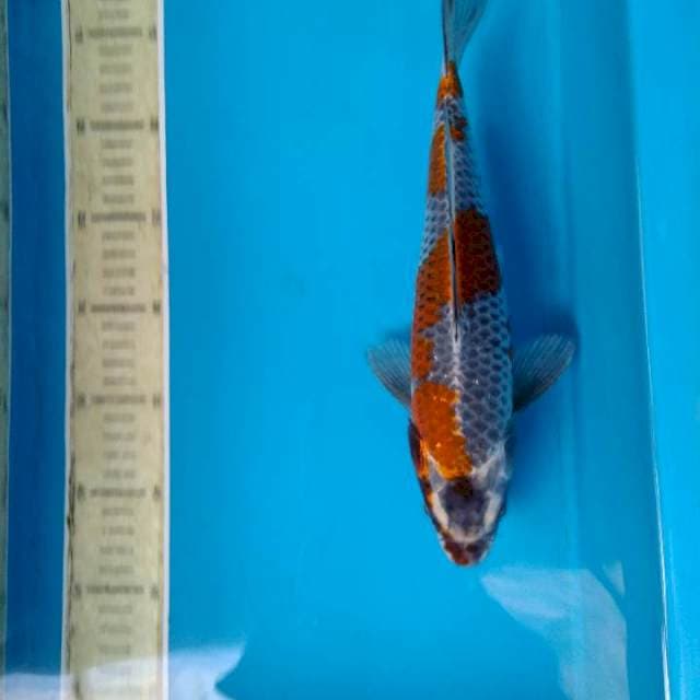 Gingga