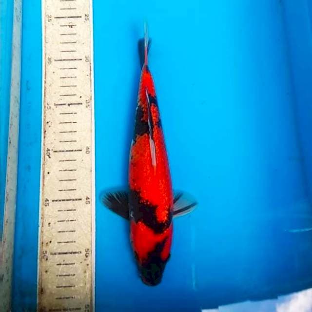 Hi showa gindrin 25cm