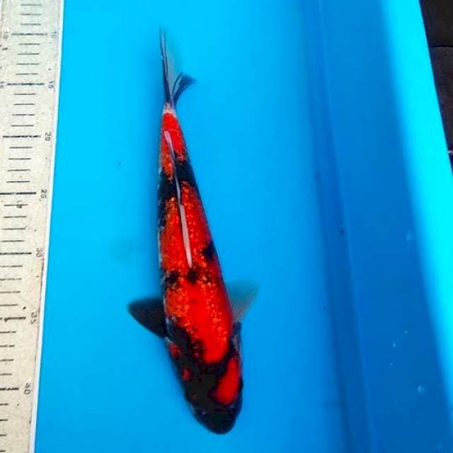 Hi Showa Ginrin 27cm
