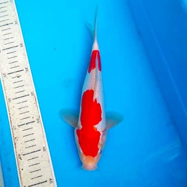 Kohaku doitsu 27cm