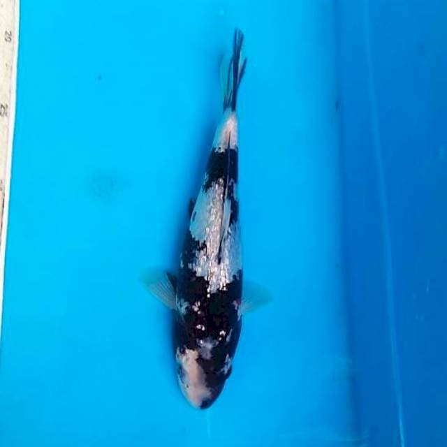 Shiro Ginrin 22cm