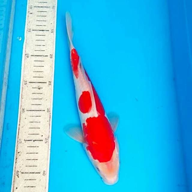 Kohaku doit 29cm