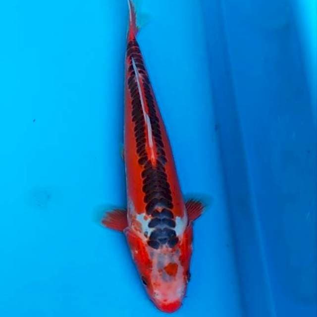 Hana shusui 29cm