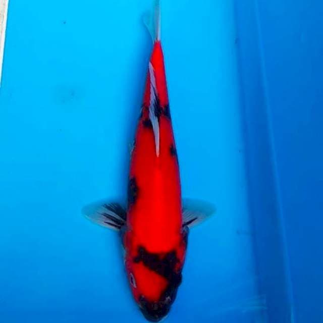 Hi Showa 28cm