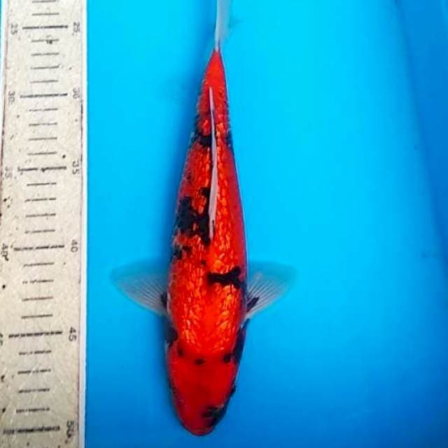 hishowa ginrin 29cm