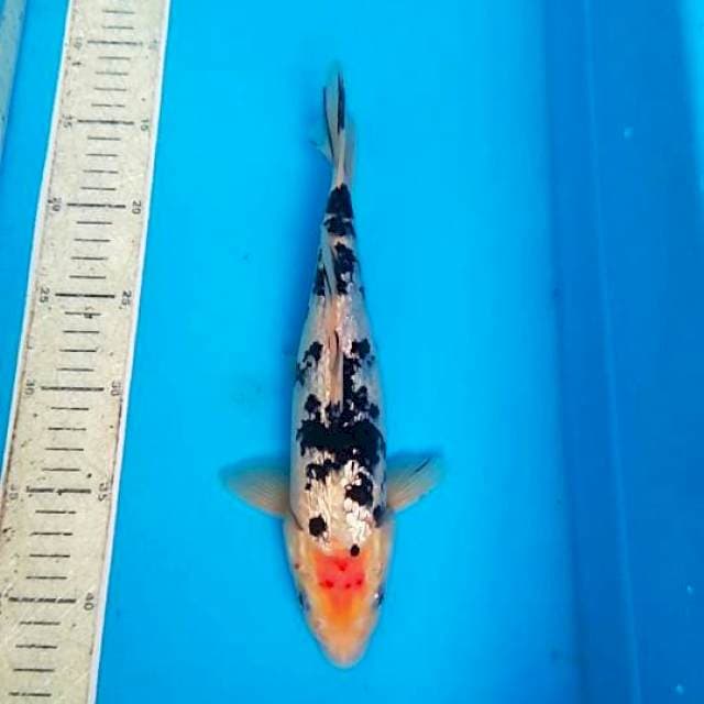 Bekko ginrin 28cm