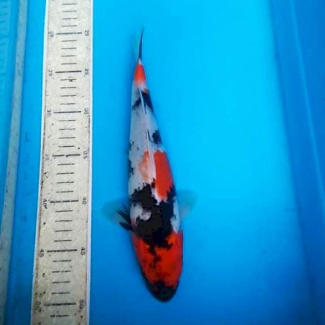 Showa 29cm