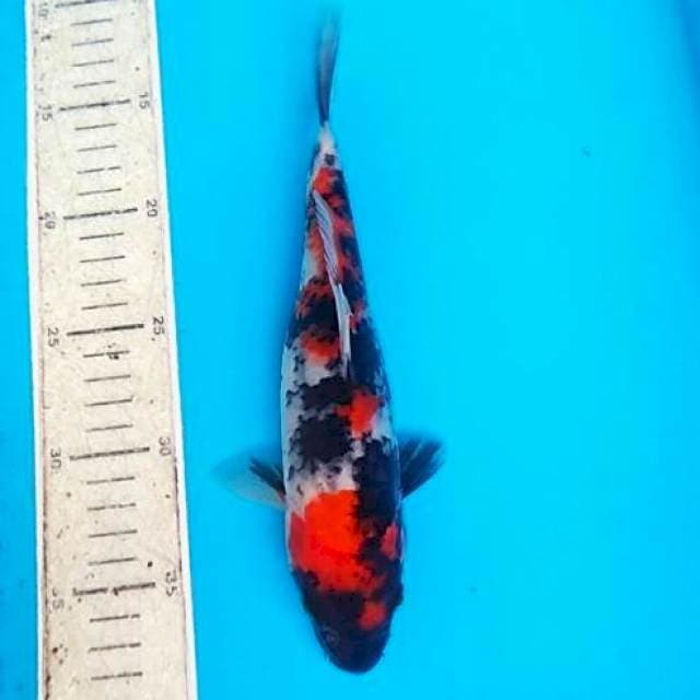 Showa 23cm