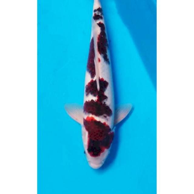 Ghoromo 35 cm