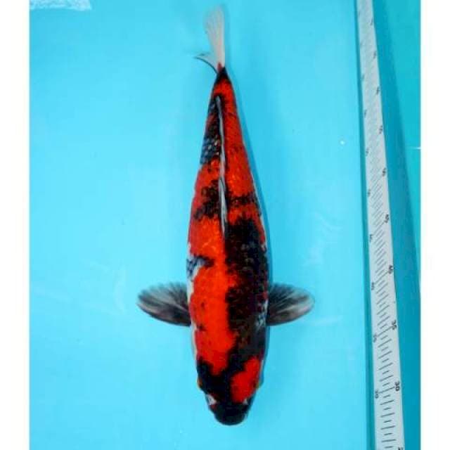 Ginrin Showa 43 cm