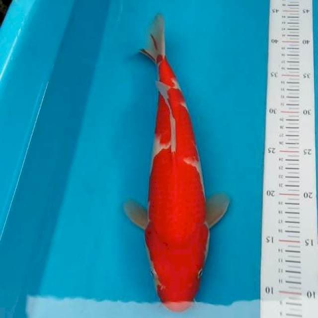 Kohaku merah