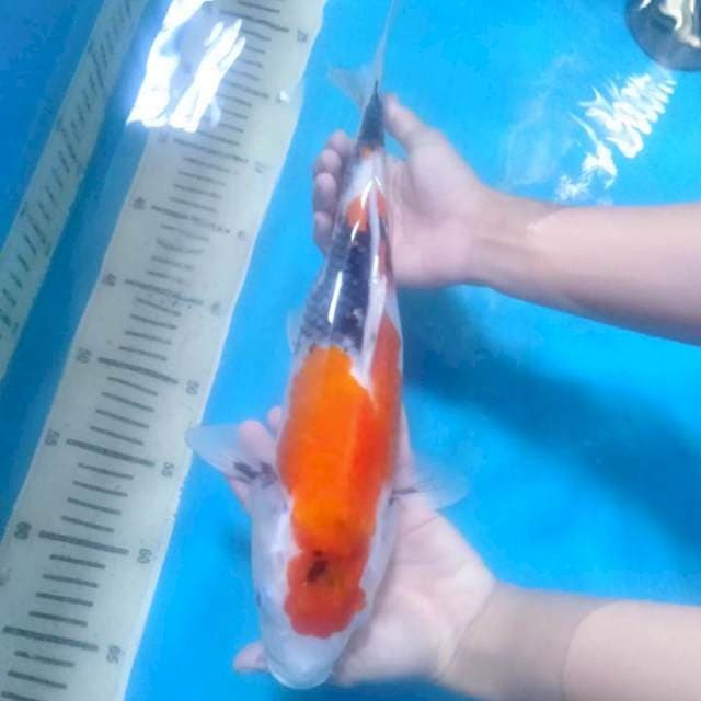 Red Blood Showa 36 cm