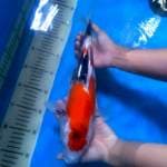 Red Blood Showa 36 cm